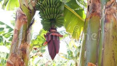 在特内里费开花的香蕉。 巨大的红色香蕉花。 生长在树上的绿色香蕉。